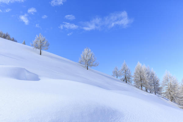 Snow capped trees on Monte Olano, Valgerola, Valtellina, province of Sondrio, Lombardy, Italy