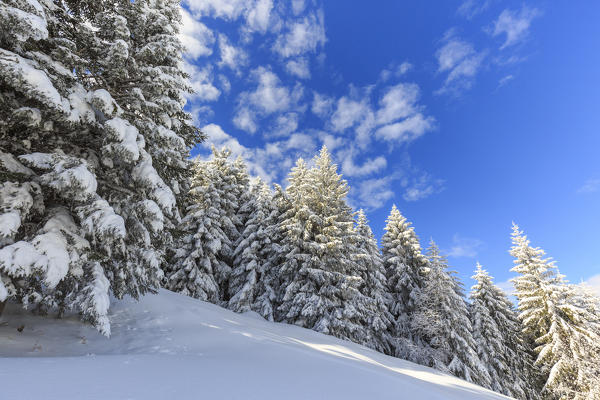Snowy woods, Monte Olano, Valgerola, Valtellina, province of Sondrio, Lombardy, Italy