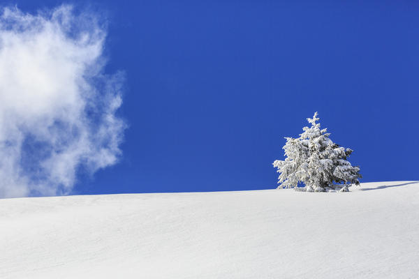Isolated tree covered with snow, Monte Olano, Valgerola, Valtellina, province of Sondrio, Lombardy, Italy