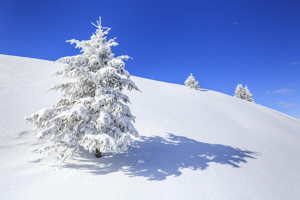 Isolated tree covered with snow, Monte Olano, Valgerola, Valtellina, province of Sondrio, Lombardy, Italy