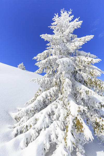 Close-up of tree covered with snow, Monte Olano, Valgerola, Valtellina, province of Sondrio, Lombardy, Italy