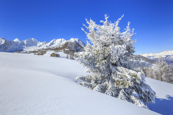 Isolated tree covered with snow, Monte Olano, Valgerola, Valtellina, province of Sondrio, Lombardy, Italy