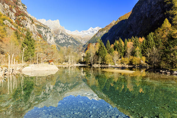 Monte Disgrazia and larch trees mirrored in water during autumn, Val di Mello, Valmasino, Sondrio, Valtellina, Lombardy, Italy 