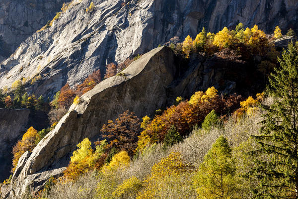Colorful woods on mountain ridge during autumn, Val di Mello, Val Masino, Sondrio province, Valtellina, Lombardy, Italy
