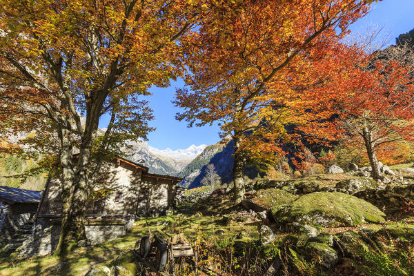Larch trees frame the huts of Ca di Carna during autumn, Val di Mello, Val Masino, Sondrio, Valtellina, Lombardy, Italy