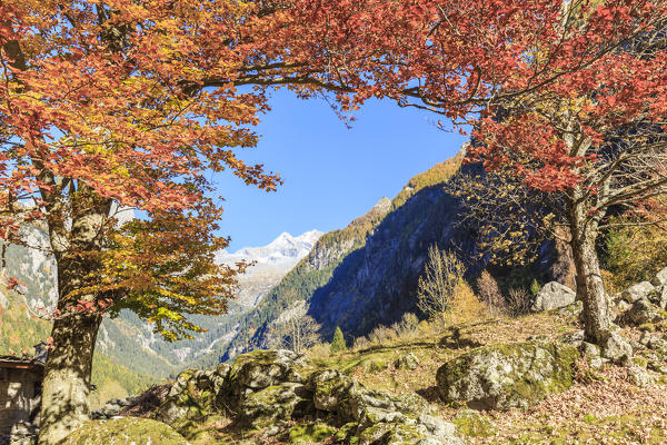 Autumn colors at Ca di Carna framed by Monte Disgrazia, Val di Mello, Val Masino, Sondrio province, Valtellina, Lombardy, Italy