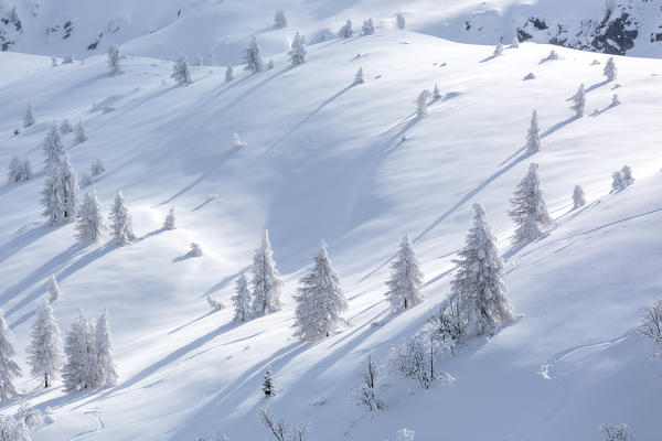 Frozen trees in the snowy landscape, Val Lunga, Tartano Valley, Sondrio province, Valtellina, Lombardy, Italy