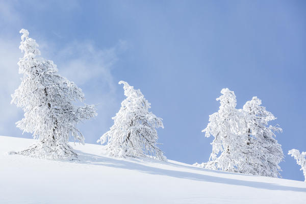 Frozen fir trees in the snow, Val Lunga, Tartano Valley, Sondrio province, Valtellina, Lombardy, Italy