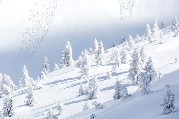 Woods of frozen fir trees in the snow, Val Lunga, Tartano Valley, Sondrio province, Valtellina, Lombardy, Italy