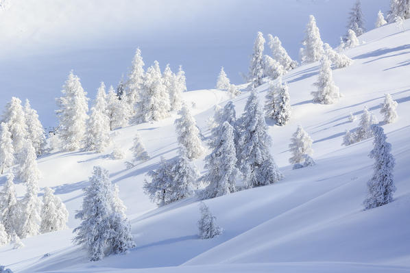 Woods of frozen fir trees in the snow, Val Lunga, Tartano Valley, Sondrio province, Valtellina, Lombardy, Italy