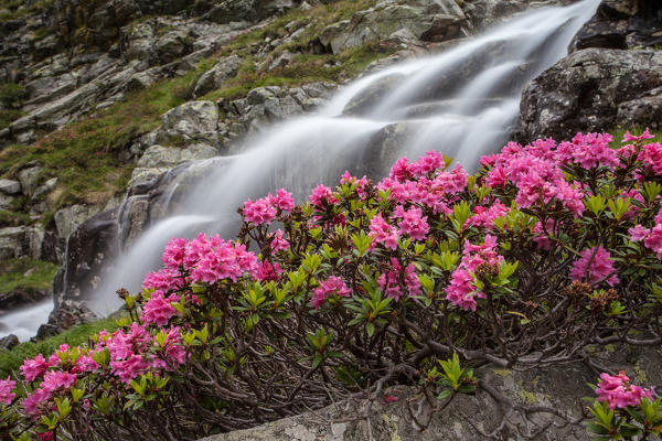 Rhododendrons at Fontana Valley, Retiche alps, Lombardy, Italy