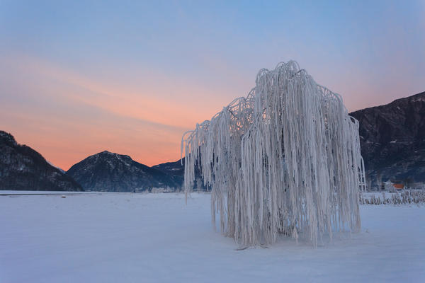 Villow frost, Valtellina, Lombardy, Italy