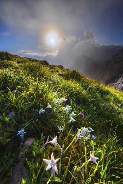 Edelweiss at sunrise at Seceda, Gruppo delle Odle, Dolomiti di Gardena, Bolzano, Trentino Alto Adige, Italy, Southern Europe