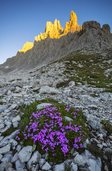 A group of violet at Vajolet Tower during summer sunrise, Gruppo del Catinaccio, Dolomiti di Gardena, Bolzano, Trentino Alto Adige, Italy, Southern Europe