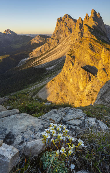 at sunset at Seceda, Gruppo delle Odle, Dolomiti di Gardena, Bolzano, Trentino Alto Adige, Italy, Southern Europe
