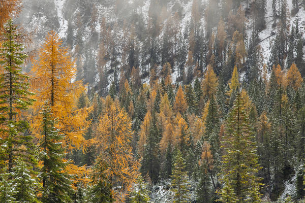 Colorful trees during the autumn foliage
in the fog, Tre Croci Pass Belluno, Veneto, Italy, Western Europe
