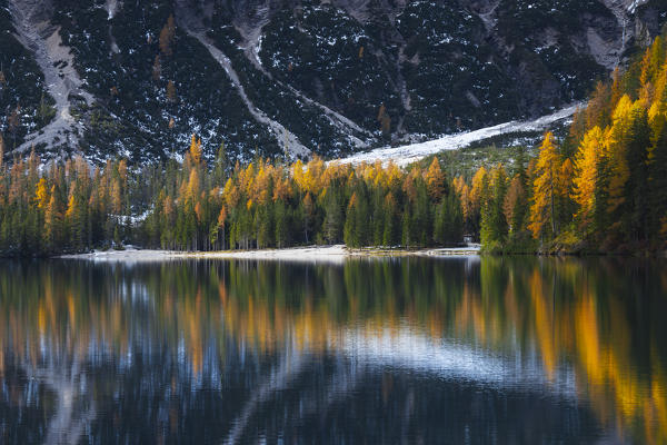 Trees reflections at Braies lake during autumn at sunrise, Braies, Bolzano, Trentino Alto Adige, Italy, Western Europe