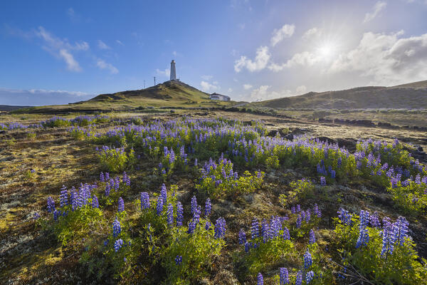 Reykjanesviti lighthouse and lupins at sunrise during summer, Grindavik, Reykjanes peninsula, Iceland, Northern Europe