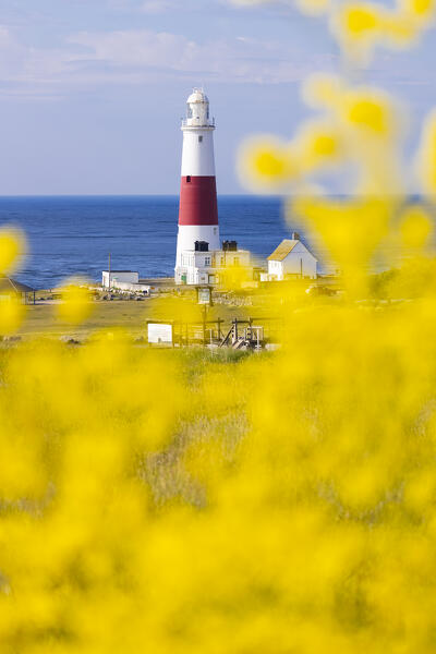 Portland Bill Lighthouse and flowers, Isle of Portland, Dorset, United Kingdom, Northern Europe