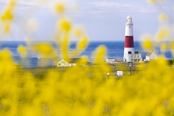 Portland Bill Lighthouse and flowers, Isle of Portland, Dorset, United Kingdom, Northern Europe