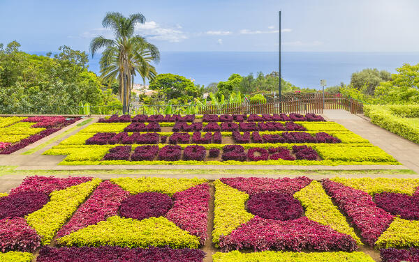 Botanical garden of Madeira, Santa Maria Maior, Funchal, Madeira island, Portugal, Europe