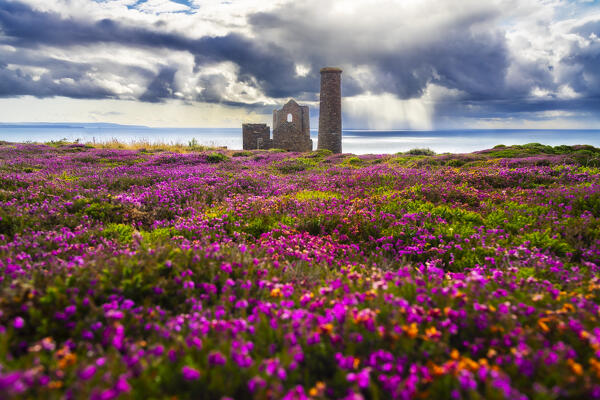 Wheal Coates and Chapel Port Mine during flowering, Saint Agnes, Cornwall, England, Great Britain, United Kingdom
