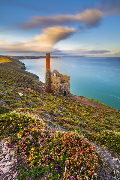 Wheal Coates and Chapel Port Mine during flowering, Saint Agnes, Cornwall, England, Great Britain, United Kingdom
