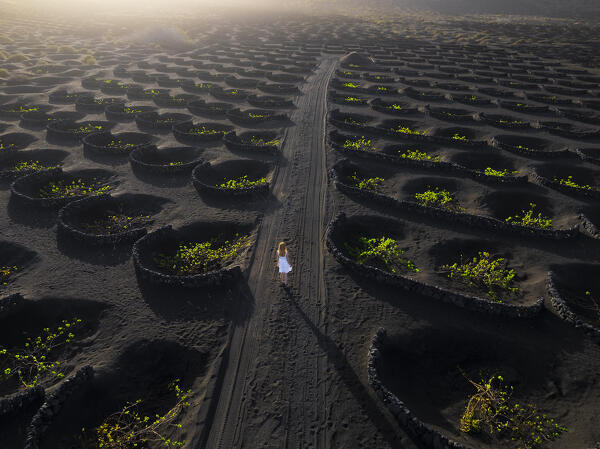 Aerial view of a woman in the middle of vineyards at sunrise, La Geria, Las Palmas, Canary Islands, Macaronesia, Spain, Western Europe
