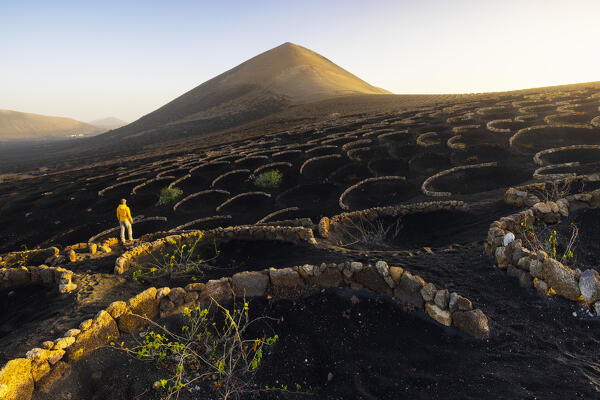 A man in the middle of vineyards at sunrise, La Geria, Las Palmas, Lanzarote, Canary Islands, Macaronesia, Spain, Western Europe
