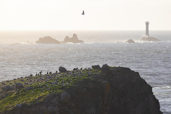 Seagulls at Longships Land’s End Lighthouse at sunset, Penwith peninsula, Cornwall, England, Great Britain, United Kingdom