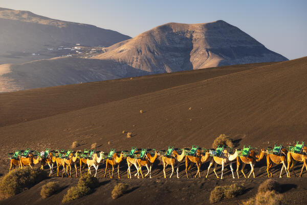 Enchadero de los Camellos with a row of dromedaries during sunrise, Timanfaya National Park, Yaiza, Las Palmas, Timanfaya National Park, Lanzarote, Canary Islands, Macaronesia, Spain, Western Europe