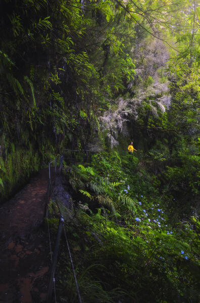 A tourist admires the beautiful and lush nature of Levada do Caldeirao Verde, Sao Vicente, Parque Florestal das Queimadas, Levada do Caldeirao Verde, Madeira region, Portugal, Western Europe