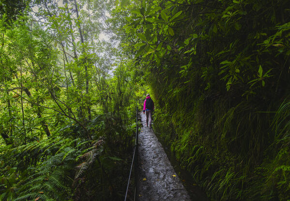 A tourist walks through beautiful and lush nature of Levada do Caldeirao Verde, Sao Vicente, Parque Florestal das Queimadas, Levada do Caldeirao Verde, Madeira region, Portugal, Western Europe