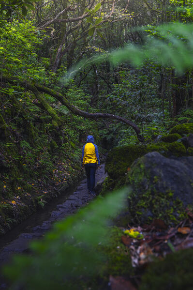 A tourist walks through beautiful and lush nature of Levada do Caldeirao Verde, Sao Vicente, Parque Florestal das Queimadas, Levada do Caldeirao Verde, Madeira region, Portugal, Western Europe