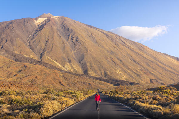 A tourist walks along the main road of Teide National Park in front of Teide volcano during sunrise, Teide National Park, La Orotava, Santa Cruz de Tenerife, Tenerife, Canary Islands, Macaronesia, Spain, Western Europe