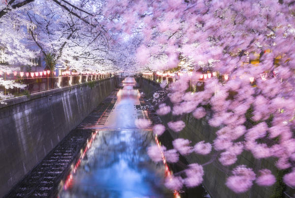 Sakura Blooming on the Meguro River, Tokyo, Japan