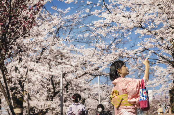 Japanese Girl taking selfie with Sakura Blooming in Asakusa, Tokyo, Japan