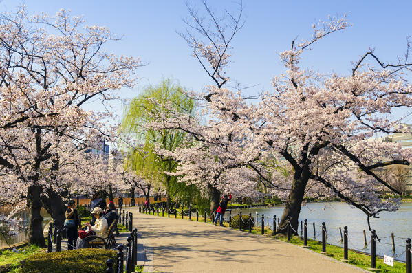walking path in a Tokyo park during the sakura blooming, tokyo, japan