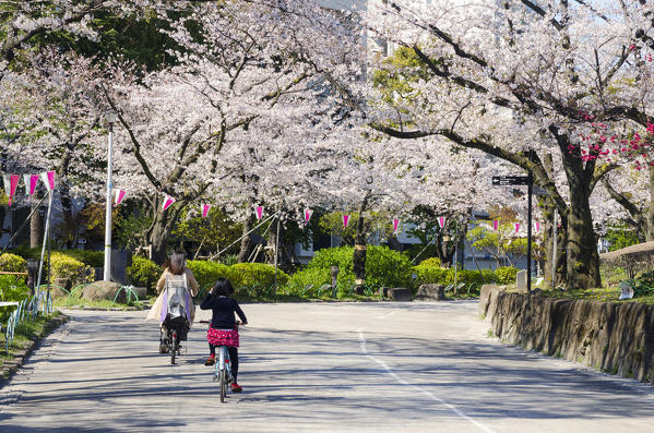 Mother and daughter riding a bike in the park during Sakura Blooming in Asakusa, Tokyo, Japan