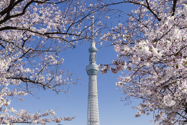 Tokyo sky tree form sumida park in asakusa during sakura blooming, Tokyo, Japan