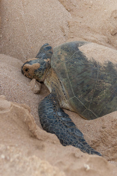 Green turtle, Ras Al Jinz, Oman.