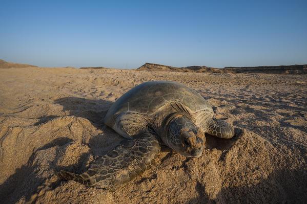 Green turtle, Ras Al Jinz, Oman.