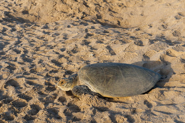 Green turtle, Ras Al Jinz, Oman.