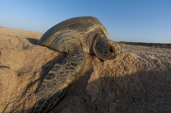 Green turtle, Ras Al Jinz, Oman.