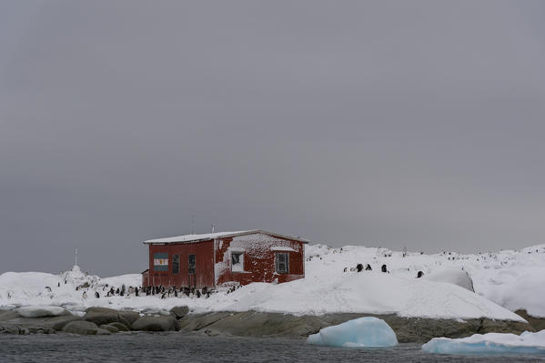 A Gentoo penguin colony (Pygoscelis papua) near Groussac Argentinian hut, Petermann Island, Antarctica.