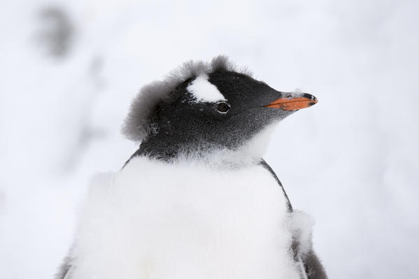 Molting Gentoo penguin chick (Pygoscelis papua), Petermann Island, Antarctica.