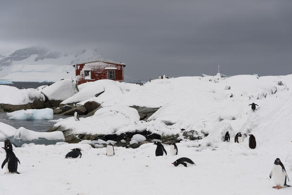 A Gentoo penguin colony (Pygoscelis papua) near Groussac Argentinian hut, Petermann Island, Antarctica.