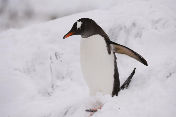 Gentoo penguin (Pygoscelis papua), Petermann Island, Antarctica.
