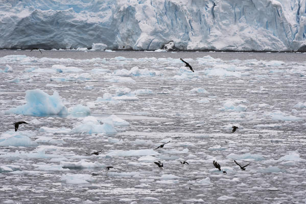 Skuas flying over ice, Lemaire channel, Antarctica.