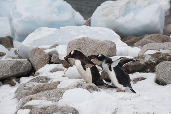 Gentoo penguins (Pygoscelis papua), Neko Harbour, Antarctica.